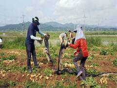 감자수확 일손돕기