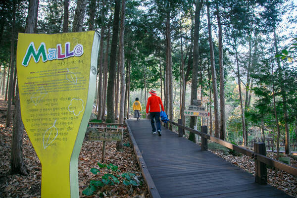 편백나무 사이로 나무로된 산책길로 산책중인 사람들 모습