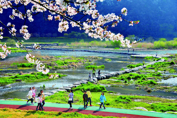 하얀 벚꽃 나무 아래로 보이는 탐진강에 아이들이 뛰어놀고 있는 모습
