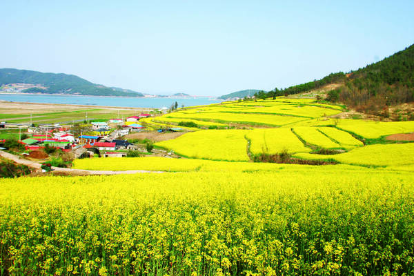 노란색 유채꽃이 가득 피어있는 선학동 마을 언덕