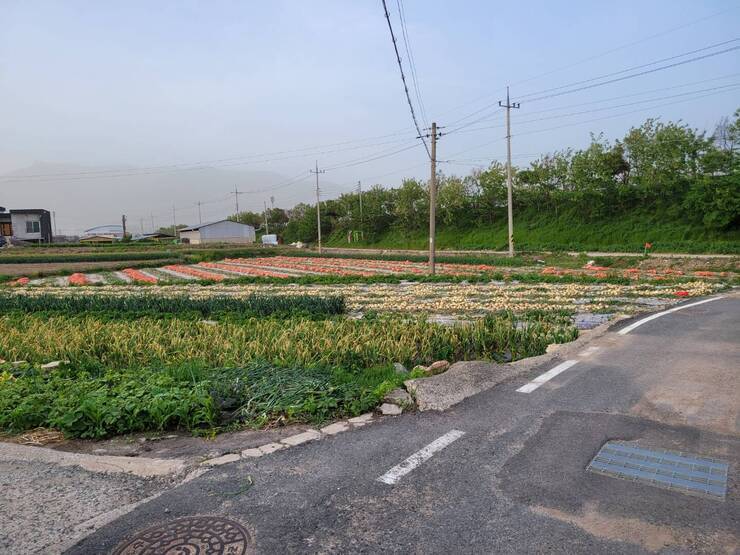 논밭이 펼쳐져있고 앞으로는 도로, 논밭 뒷편으로는 주택이 보이는 모습