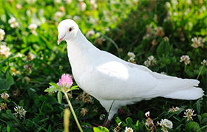 초록풀밭위에 서 있는 하얀색 비둘기