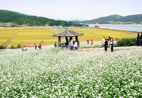 메밀꽃이 만발한 메밀밭에서 가족들이 사진을 찍고있는 모습