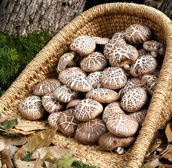 소쿠리에 표고버섯이 담겨있는 모습