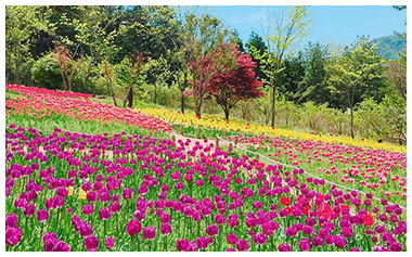 분홍색 튤립이 가득 피어있는 정원 모습