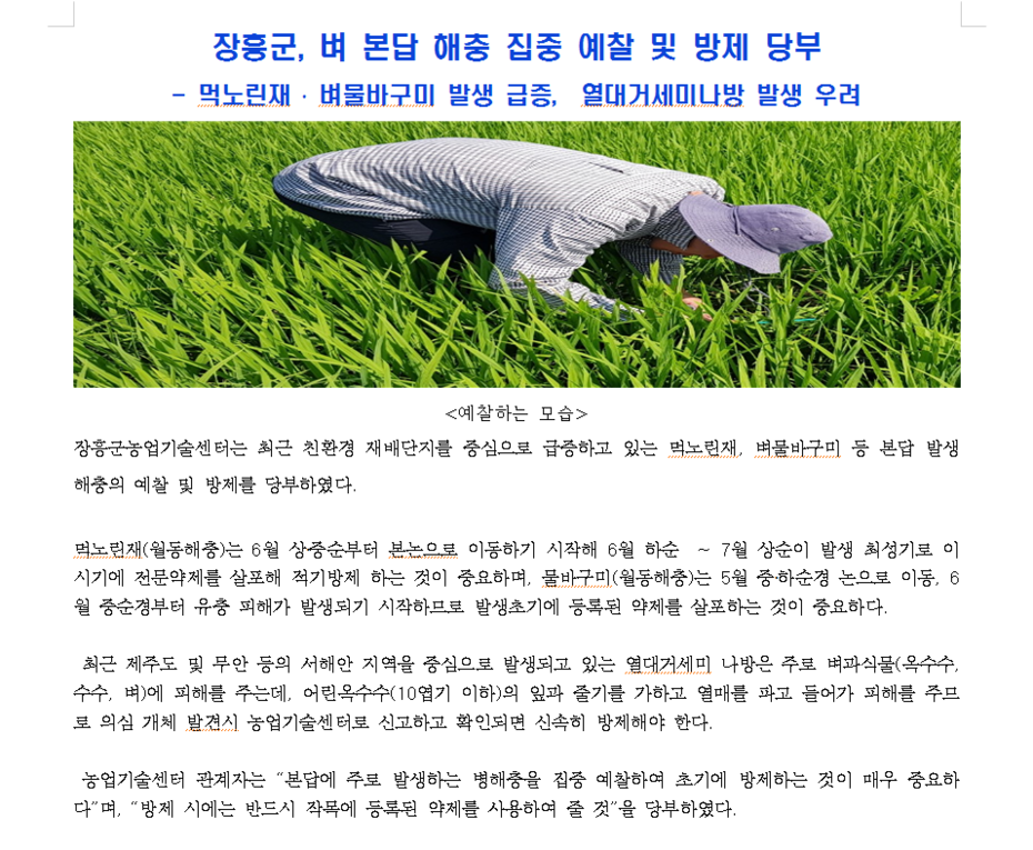 2019년도 장흥군, 벼 본답 해충 집중 예찰 및 방제 당부