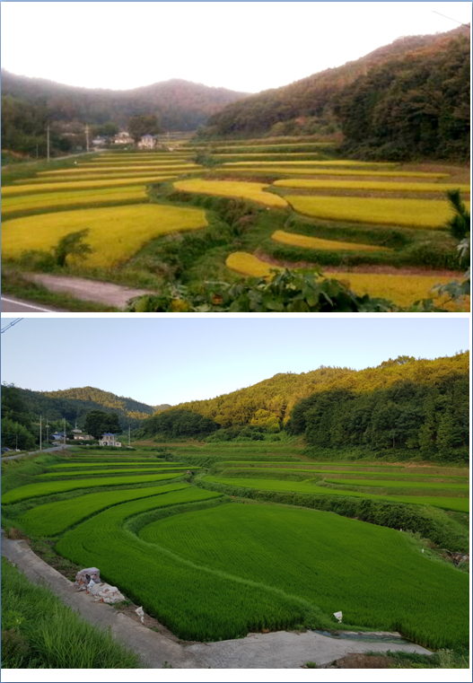 주민 고통 뿐인 진산리 대규모 태양광 시설의 문제점