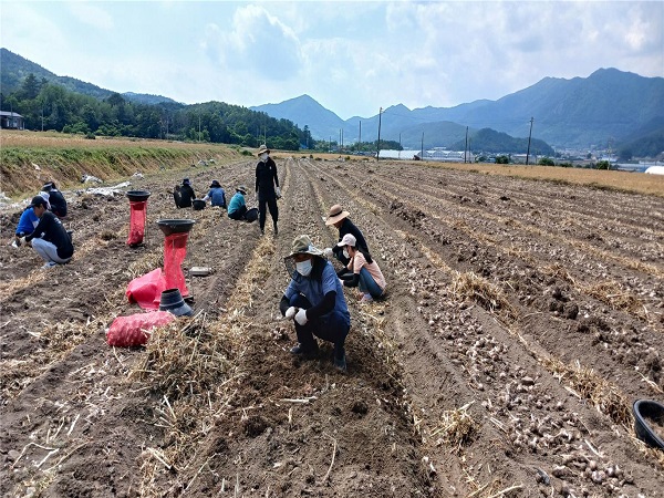 관산읍 일손돕기2